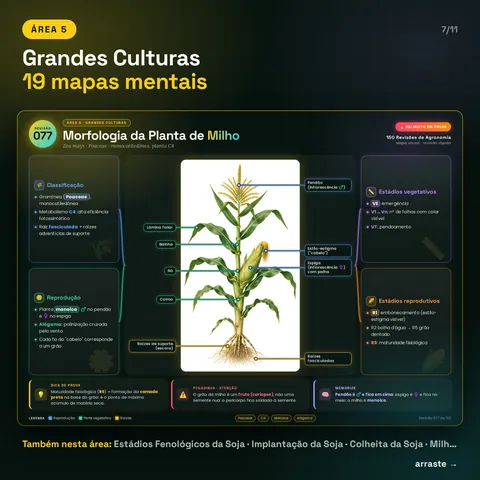 Área 5, Grandes Culturas, 19 mapas: exemplo Morfologia da Planta de Milho